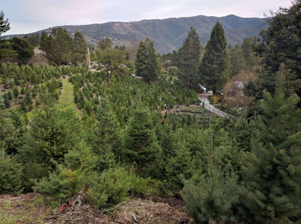 Patchen Old Town Christmas Tree Farm | 22217 Old Santa Cruz Highway, Los Gatos, CA 95033, USA | Phone: (408) 353-0015