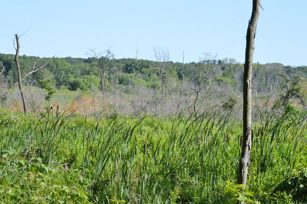 Cowles Bog Trail | 1618 N Mineral Springs Rd, Dune Acres, IN 46304, USA | Phone: (219) 395-1882