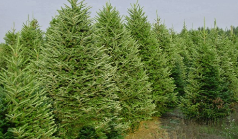 Santas Best Christmas Trees - Cherry Creek | 200 S University Blvd, Denver, CO 80209, USA | Phone: (303) 900-1314