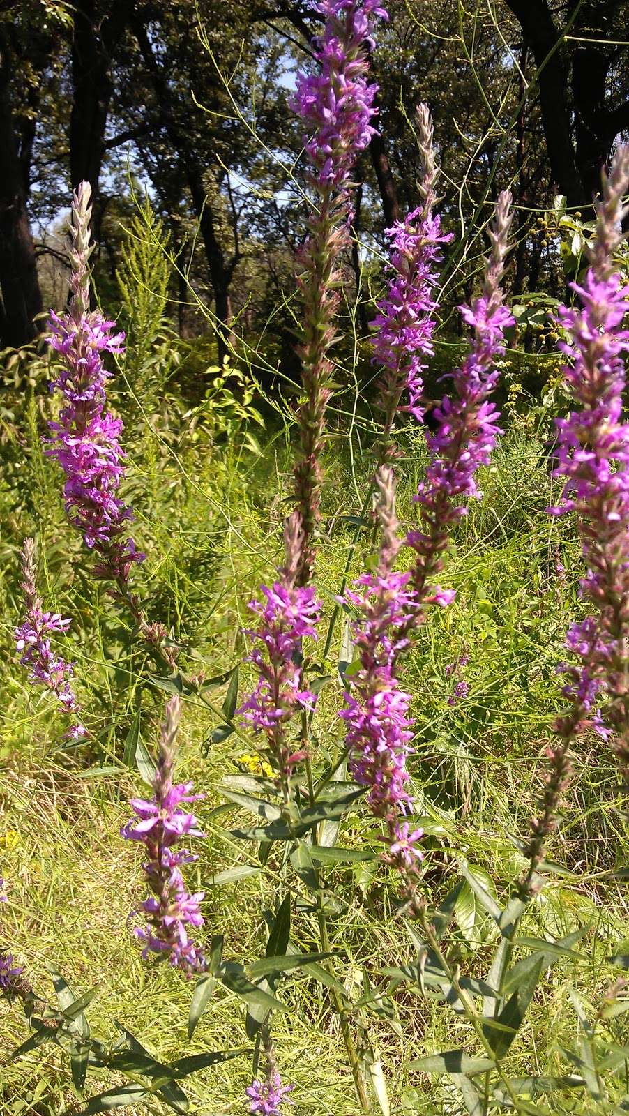 Ivanhoe South Nature Preserve / Shirley Heinze Land Trust | Colfax St, Gary, IN 46406, USA | Phone: (219) 242-8558