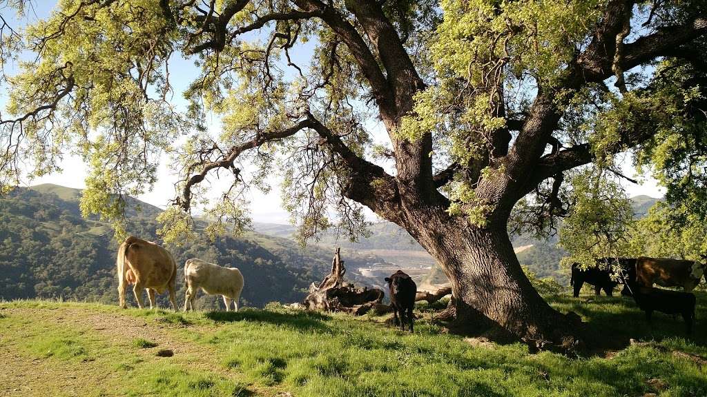 Sunol Regional Wilderness | 1895 Geary Rd, Sunol, CA 94586, USA | Phone: (510) 544-3249