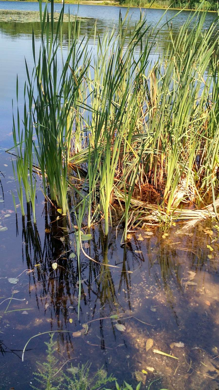 Colliers Mills Wildlife Management Area in 401 Hawkin Rd, New Egypt, NJ