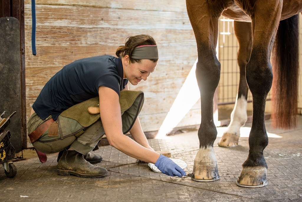 Marion duPont Scott Equine Medical Center | 17690 Old Waterford Rd, Leesburg, VA 20176, USA | Phone: (703) 771-6800