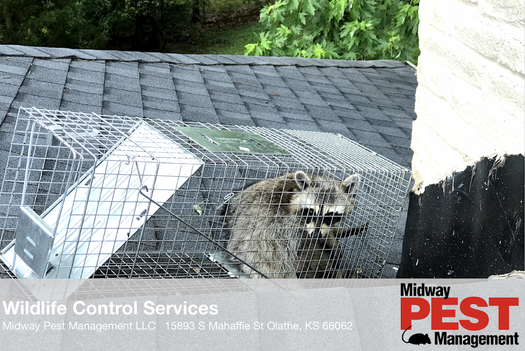 Midway Pest Management LLC | 15893 S Mahaffie St, Olathe, KS 66062, USA | Phone: (913) 820-9737