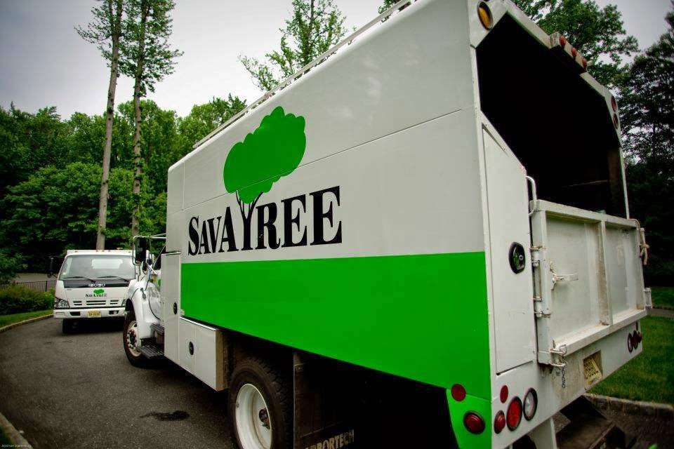 SavATree - Tree Service & Lawn Care | 1 Greentown Rd, Buchanan, NY 10511, USA | Phone: (914) 402-4521