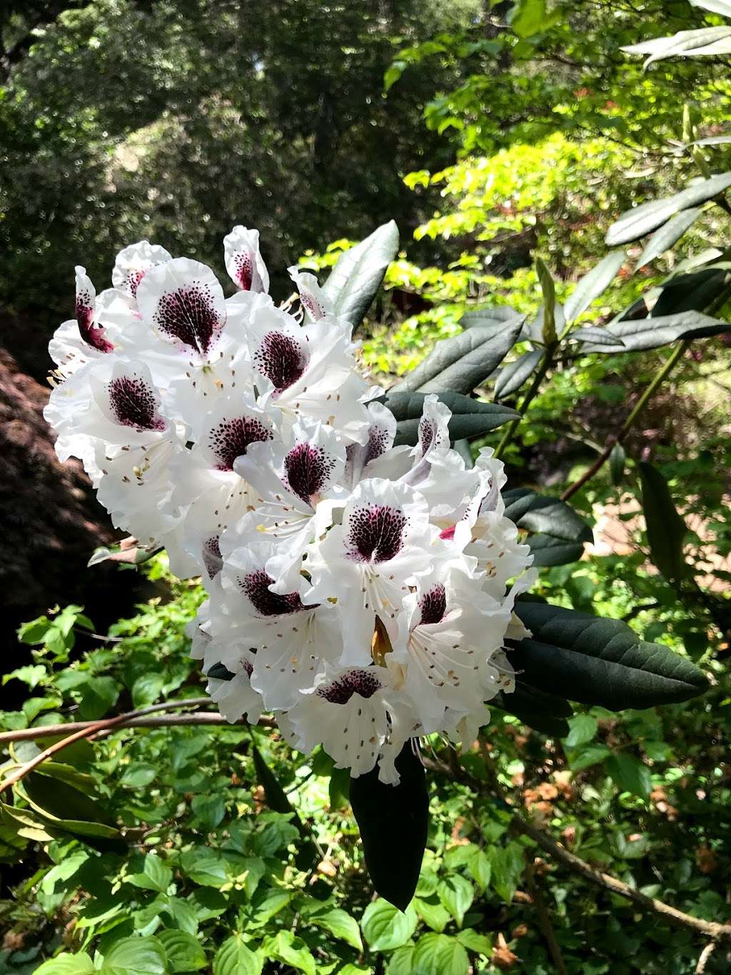 Lilac Garden | La Cañada Flintridge, CA 91011, USA