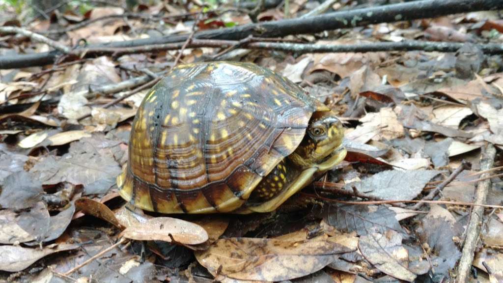 Edith L Moore Nature Sanctuary | 440 Wilchester Blvd, Houston, TX 77079, USA | Phone: (713) 932-1639