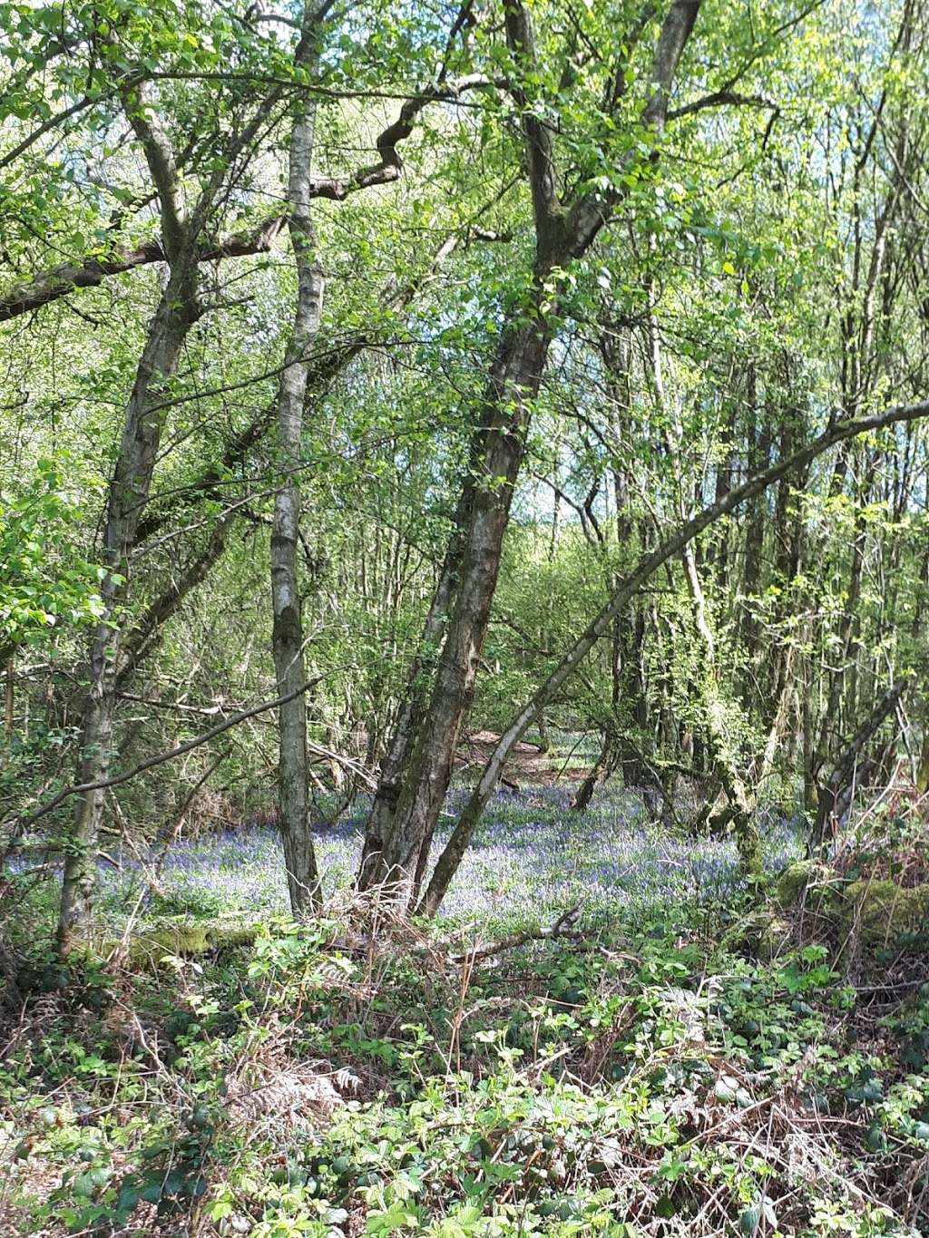 RSPB Broadwater Warren | Frant Rd, Tunbridge Wells TN2 5LE, UK | Phone: 01892 752430