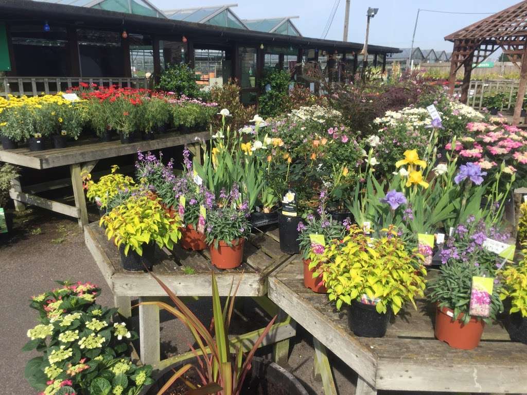 Barnes Nurseries | 46 Woodmansterne Ln, Wallington SM6 0SW, UK | Phone: 020 8647 8213