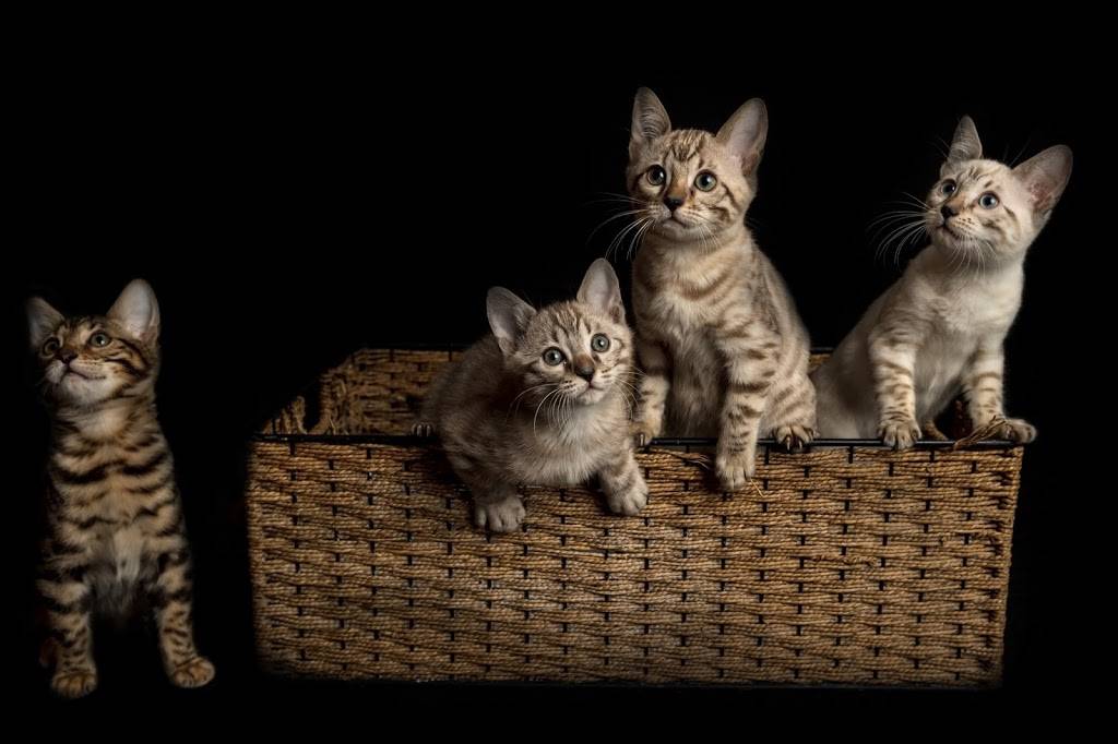 Lucky 1st Bengal Kittens | 52 Rhodes Cir, Hingham, MA 02043, USA | Phone: (781) 749-3790