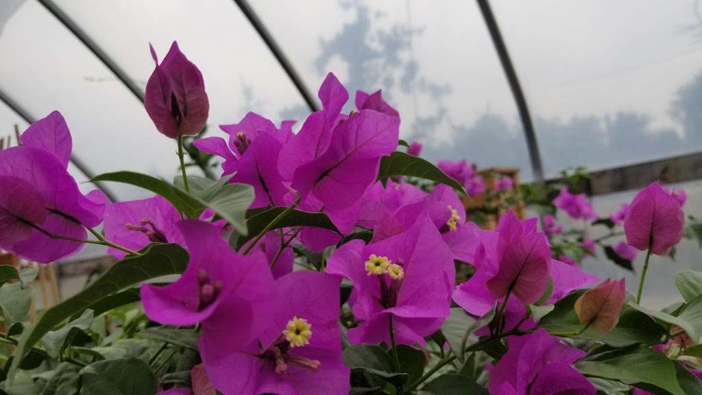 Ep Jansen Nursery Llc 161 Glenmere Ave Florida Ny 10921 Usa