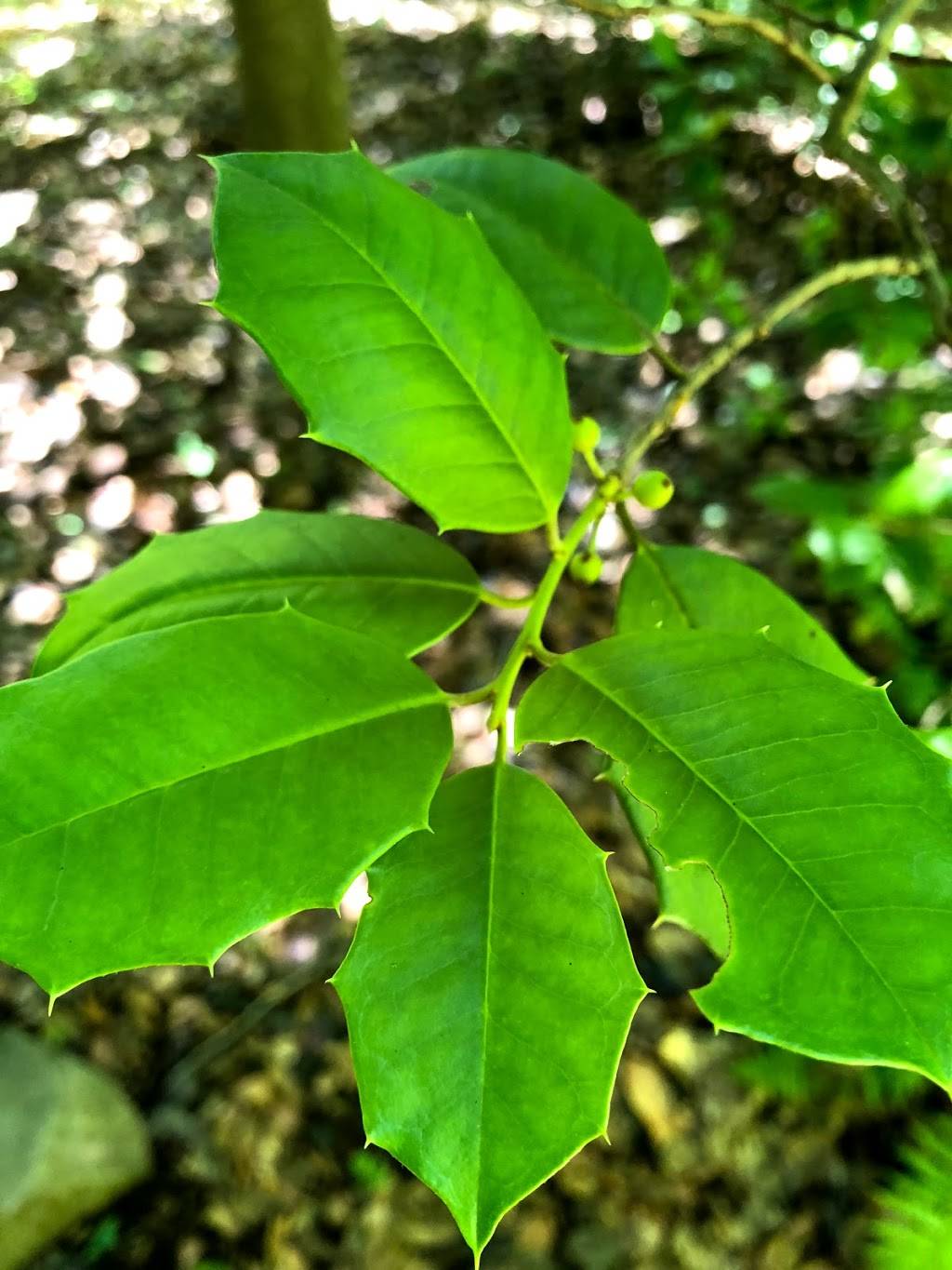 Fern Valley Native Plant Collection | Washington, DC 20002, USA | Phone: (202) 245-2726