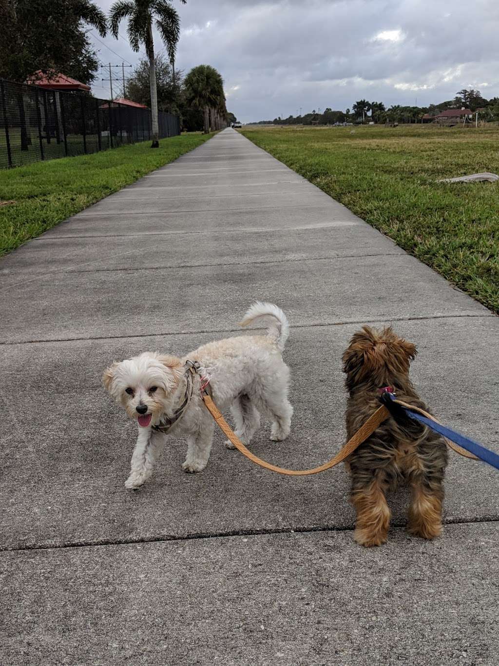 Gary B Jones Dog Park | 8101 Southgate Blvd, Tamarac, FL 33321, USA