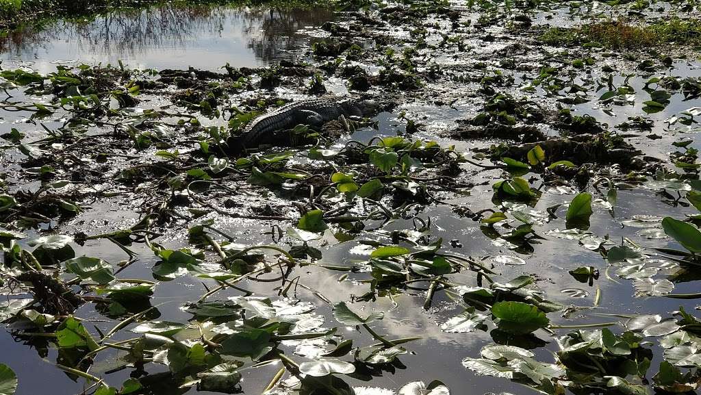 Big Toho Airboat rides | 2017 Neptune Rd, Kissimmee, FL 34744, USA | Phone: (321) 624-2398