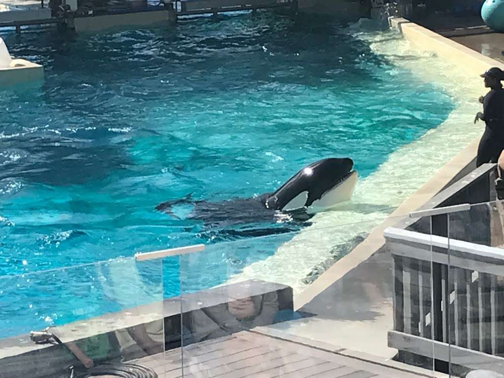 Shark Encounter | San Diego, CA 92109, USA