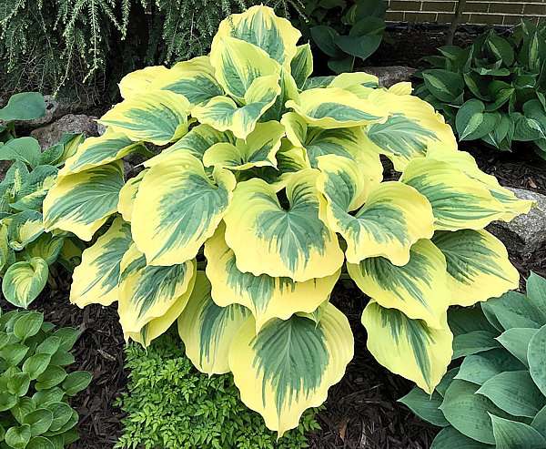 Janowski Homestead Hostas | 1721 Minnesota Ave, South Milwaukee, WI 53172, USA | Phone: (414) 762-8929