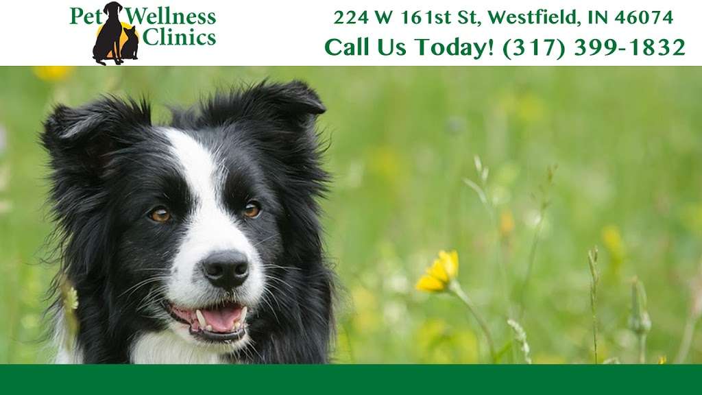 Springmill Pet Wellness Clinic | 224 W 161st St, Westfield, IN 46074, USA | Phone: (317) 399-1832