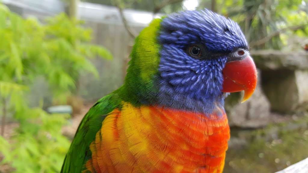 Lorikeet Lagoon | Chessington KT9 2NE, UK