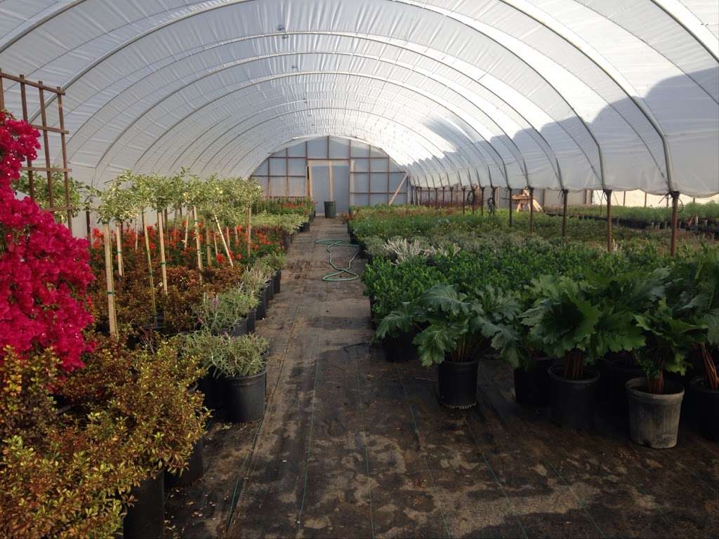 GREEN TREE NURSERY | 3977 Bradley Rd, Somis, CA 93066, USA | Phone: (805) 432-1245