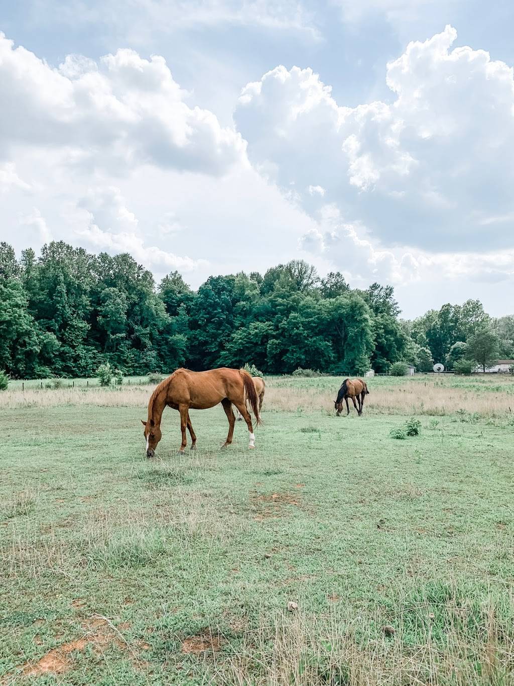 Ride the Sky Stables | 1804 Cross Country Ln, Apex, NC 27502, USA | Phone: (978) 328-8744