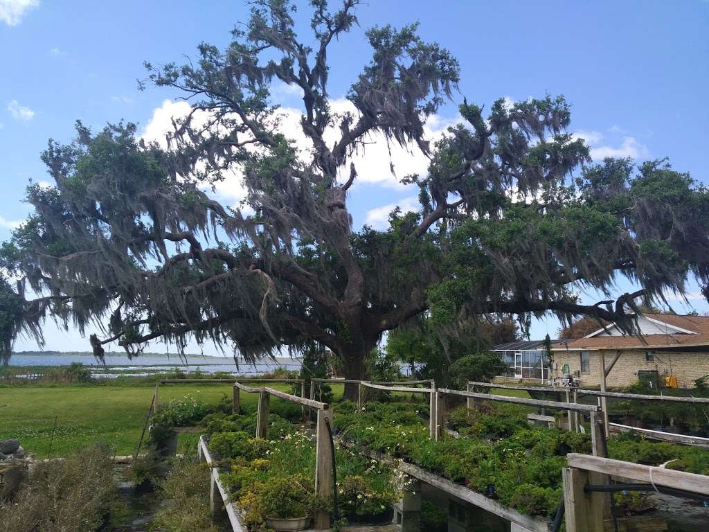 Elemental Bonsai & Tea Garden | 1440 Neptune Rd, Kissimmee, FL 34744, USA | Phone: (407) 925-3079