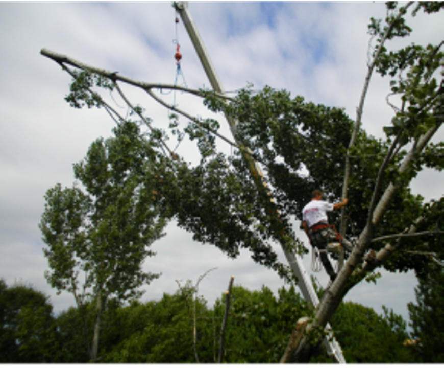 Metro Tree & Stump Service | 10101 Naples St NE, Blaine, MN 55449, USA | Phone: (763) 785-9779