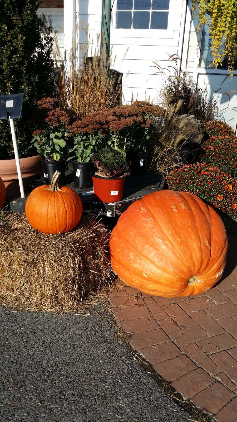 Johnsons Florist and Garden Centers | 5011 Olney Laytonsville Rd, Olney, MD 20832, USA | Phone: (301) 987-1940