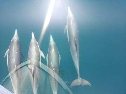 Blue Moon Dolphin Cruise | 13701 Fiji Way, Marina Del Rey, CA 90292, USA | Phone: (424) 272-1954
