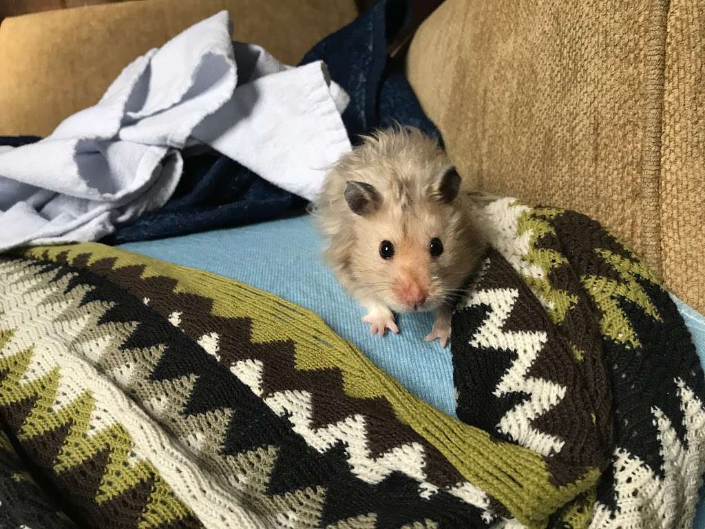 Paws and Feathers Veterinary Clinic Inc | 3674 N Elston Ave, Chicago, IL 60618, USA | Phone: (773) 866-1351