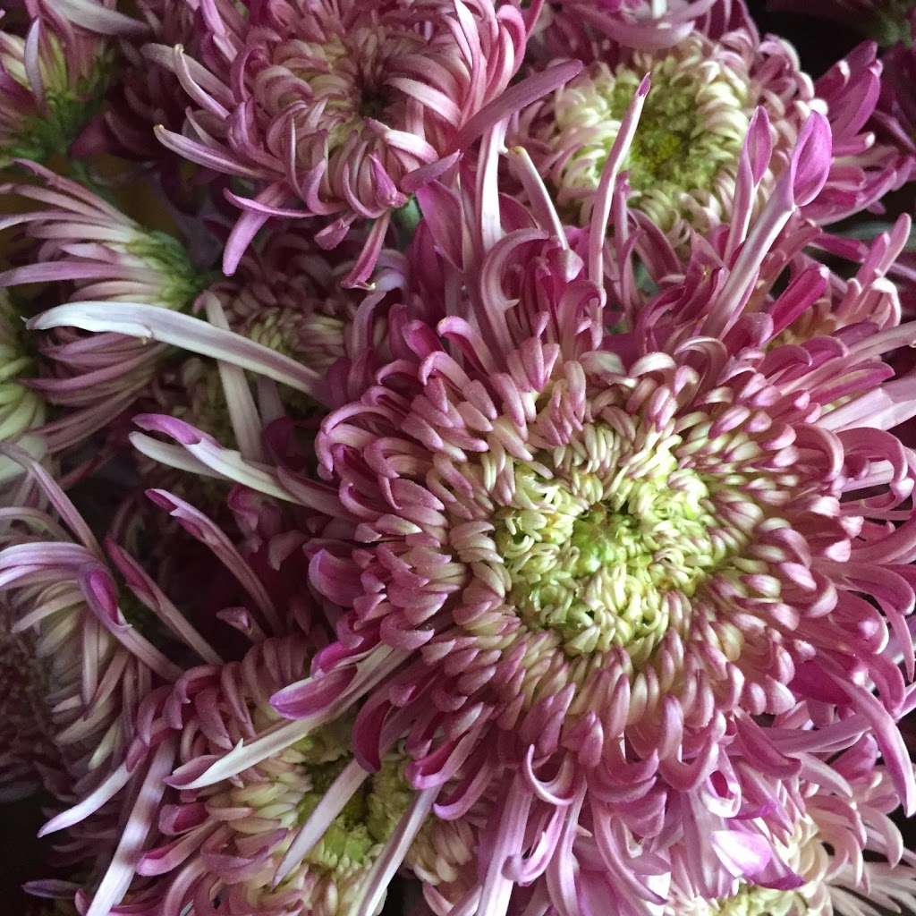 STILL WATERS FARM AND GARDENS | 1321 Schumann Ln, Hickory, NC 28602, USA | Phone: (704) 578-4586