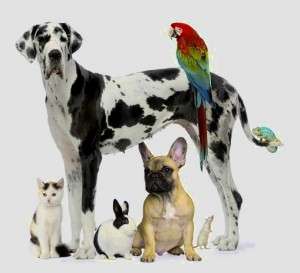 Lotus Transportation Group | 3641, 15642 Sand Canyon Ave, Irvine, CA 92619, USA | Phone: (949) 294-6938