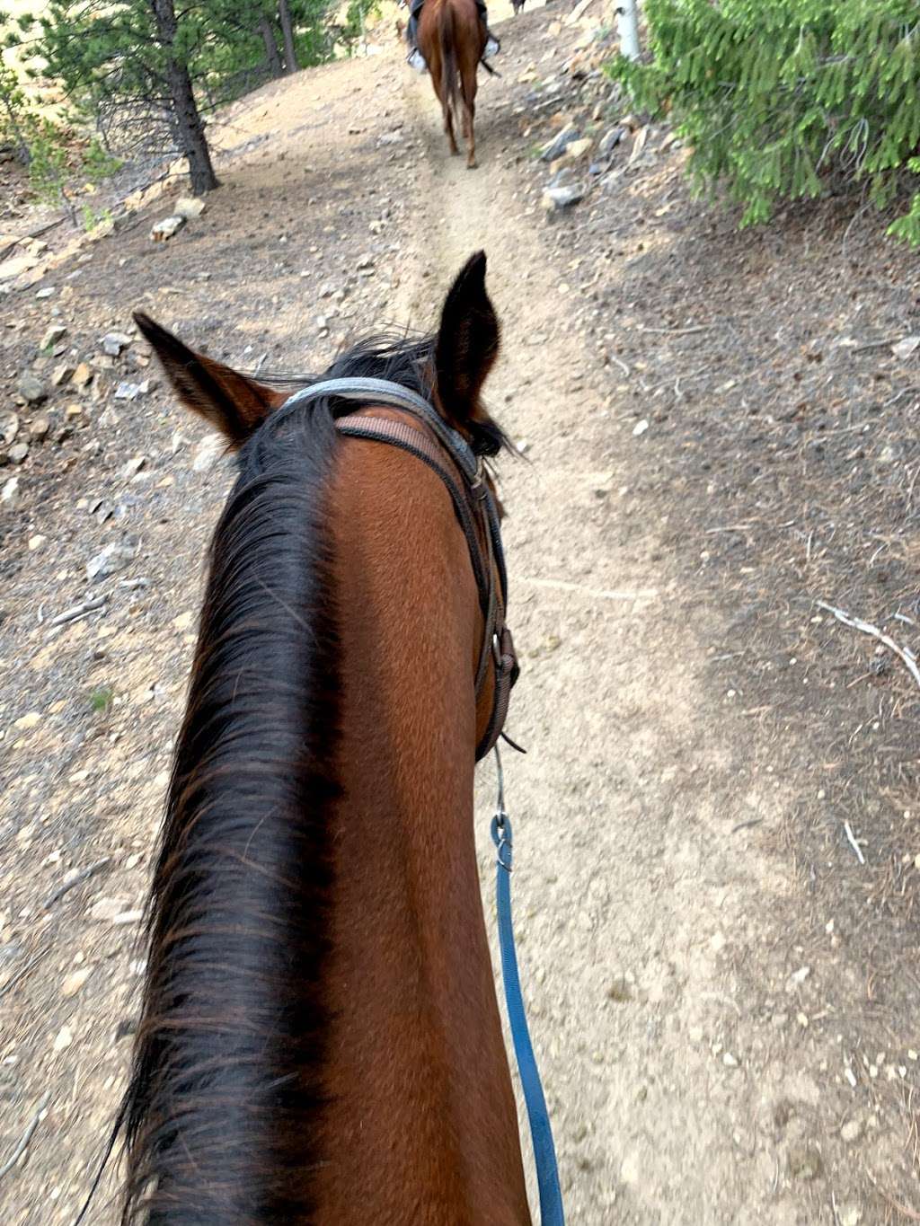 A & A Historical Horseback Riding | 188 Alps Hill Rd, Central City, CO 80427, USA | Phone: (303) 567-4808