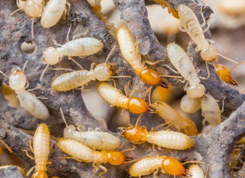 American Pest Management & Termite Control, Inc. | 5198 E, IN-144, Mooresville, IN 46158 | Phone: (317) 831-4666