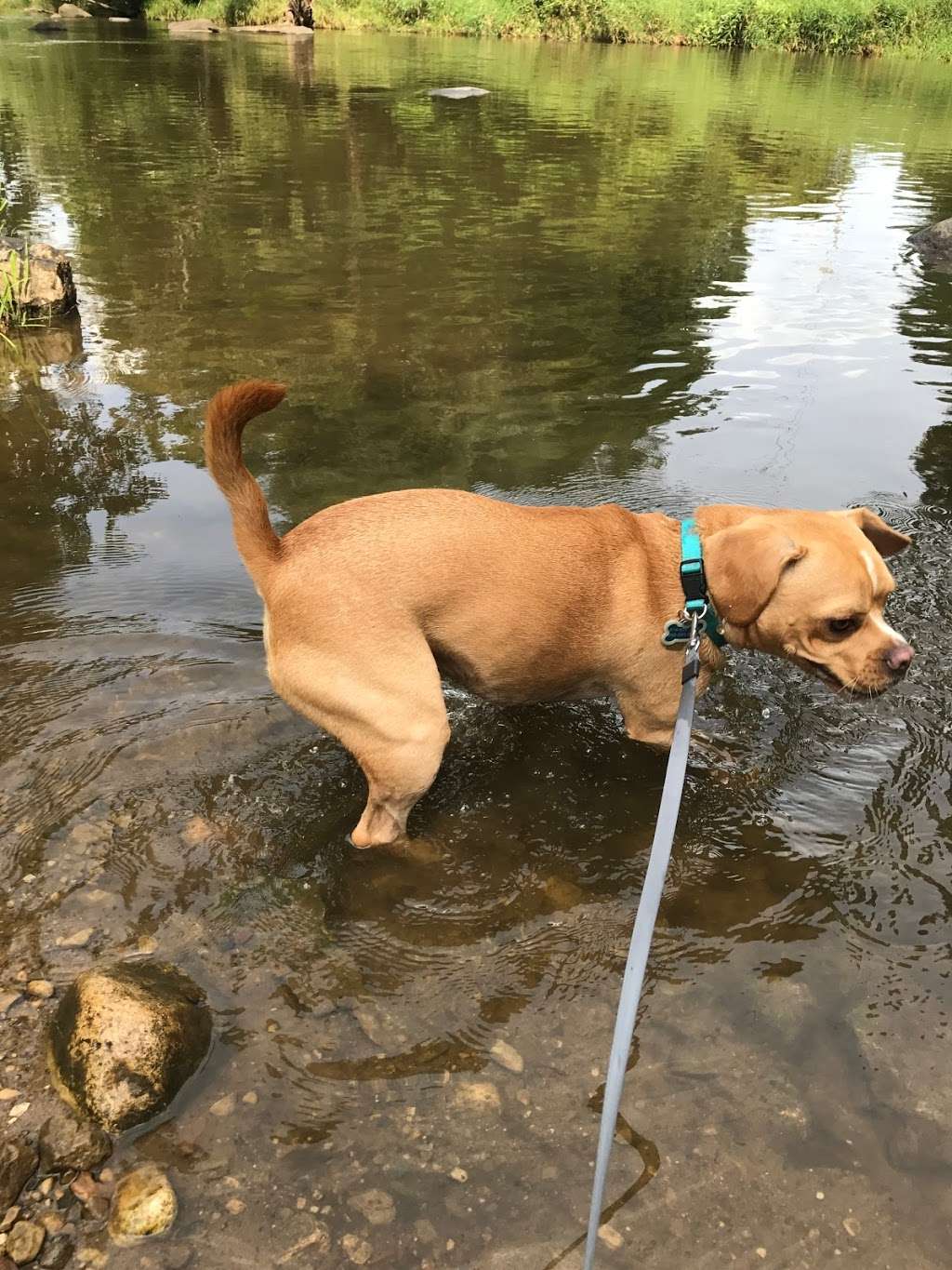 Caledonia Dog Park | 4649 WI-38 Trunk, Racine, WI 53405, USA | Phone: (262) 636-9131