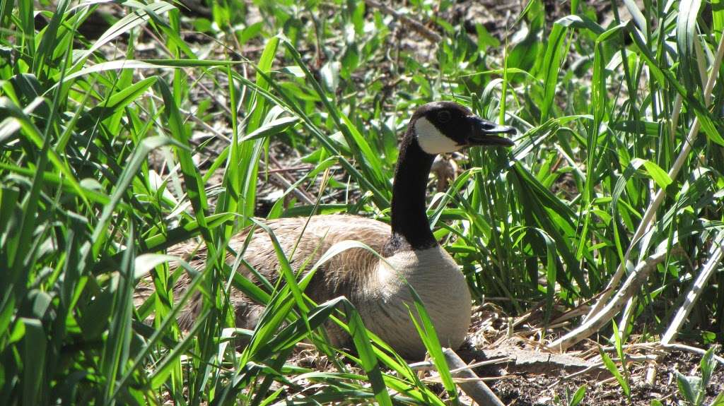 Bird Conservancy of the Rockies | 14500 Lark Bunting Ln, Brighton, CO 80603, USA | Phone: (303) 659-4348