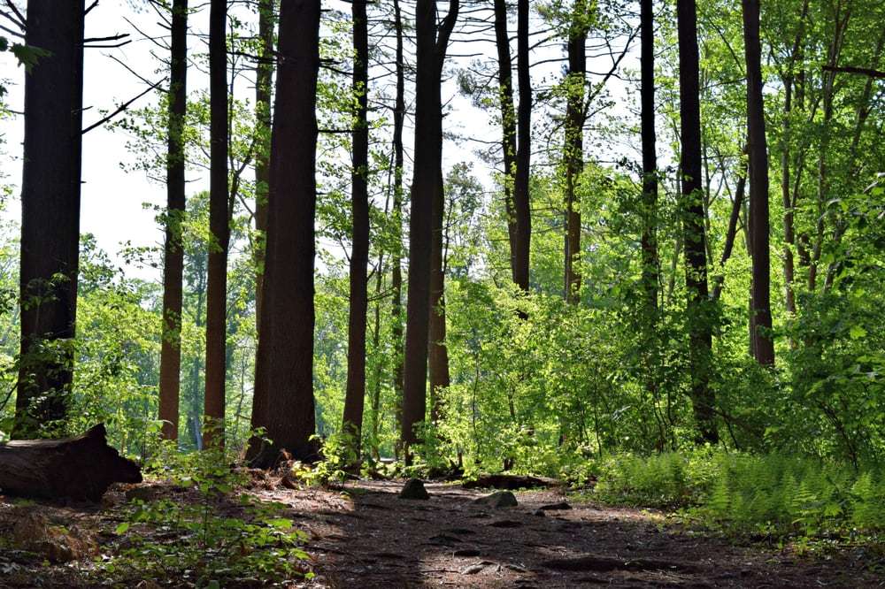 Caratunk Wildlife Refuge - Audubon Society of RI | 301 Brown Ave, Seekonk, MA 02771 | Phone: (401) 245-7500 ext. 3201