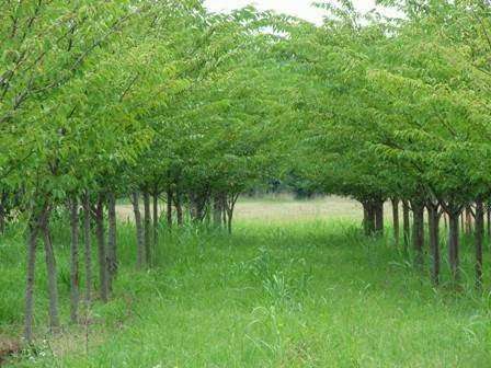 Treetops Nursery (The Arbors) | 1150 Amity Hill Rd, Cleveland, NC 27013, USA | Phone: (704) 363-0440