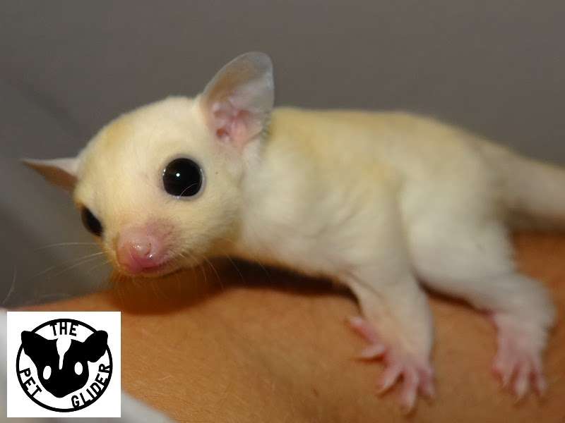 The Pet Glider | 11407 Craighead Dr, Houston, TX 77025, USA | Phone: (713) 446-4415