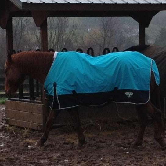 Ridge Wind Horse Blanket Laundry | 6632 Brodbeck Rd, Glen Rock, PA 17327, USA | Phone: (717) 578-8954