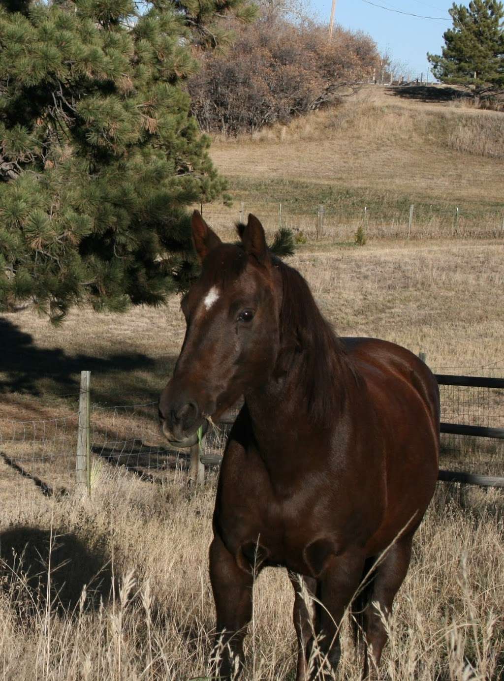 Steady Strides Equine Assisted Therapy Colorado | 1345 Starling Ln, Elizabeth, CO 80107, USA | Phone: (720) 460-0651
