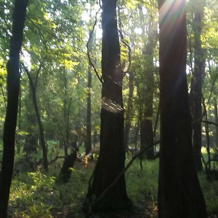 Knobby Knees Trail, Trinity River National Wildlife Refuge | Revinson Dr, Liberty, TX 77575, USA | Phone: (936) 336-9786