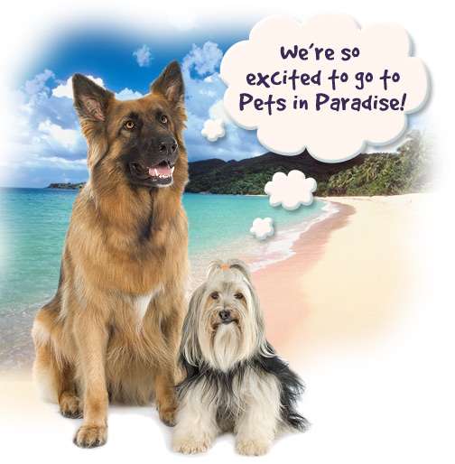 Pets in Paradise 2 | 3133 Quakerbridge Rd, Hamilton Township, NJ 08619, USA | Phone: (609) 249-4949