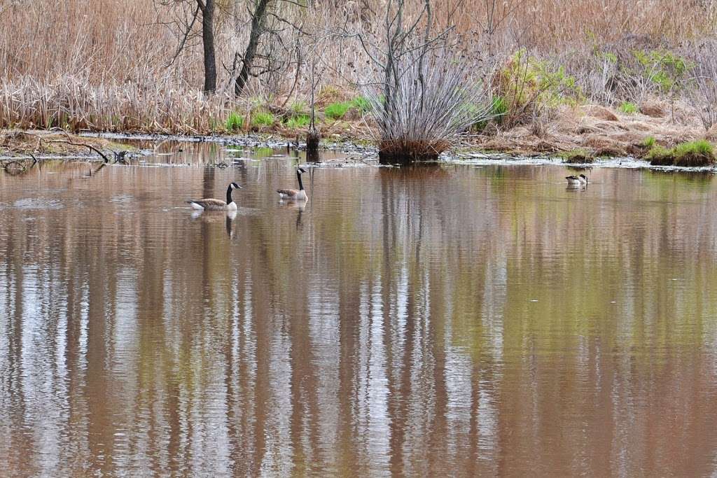 Tall Pines State Preserve | 1705 Glassboro Rd, Sewell, NJ 08080, USA | Phone: (856) 468-6342