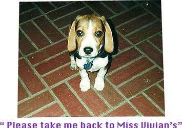 Miss Vivians Bed n Biscuit | 26695 Six Points Rd, Sheridan, IN 46069, USA | Phone: (317) 758-0025