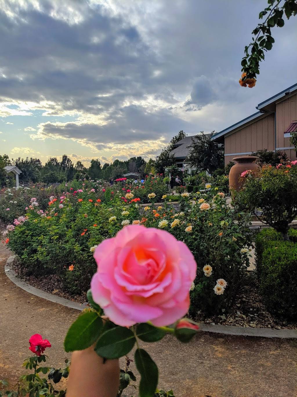 Natomas Rose Garden | 2921 Truxel Rd, Sacramento, CA 95833, USA | Phone: (916) 808-1571