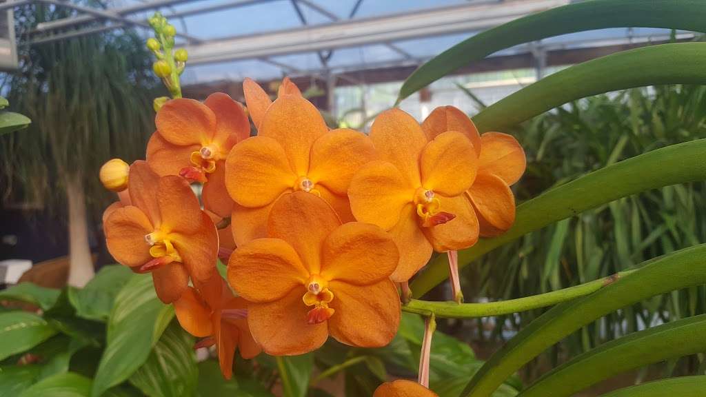 E D Huntington Orchids and Tropicals | 14003 Dublin Square, San Antonio, TX 78217, USA | Phone: (210) 844-2549