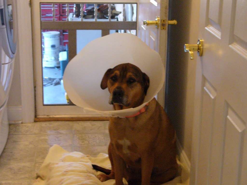 Aylett Animal Hospital Inc | 8065 Richmond Tappahannock Hwy, Aylett, VA 23009, USA | Phone: (804) 769-1530