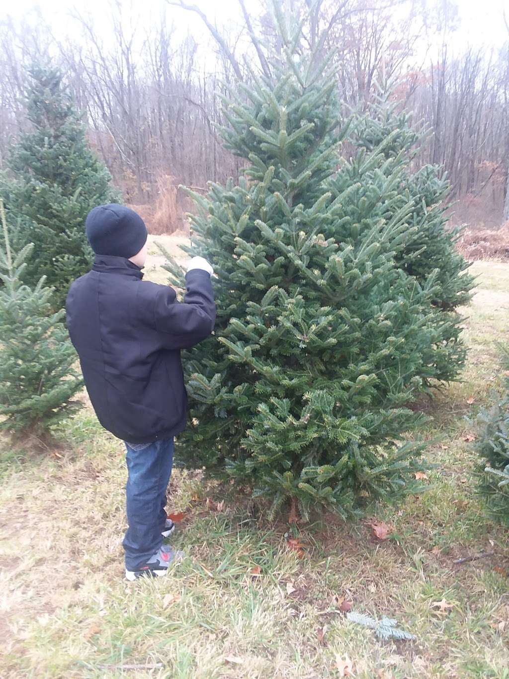 Sunset Christmas Tree Farm 21 Frontage Rd Blairstown Nj 07825 Usa