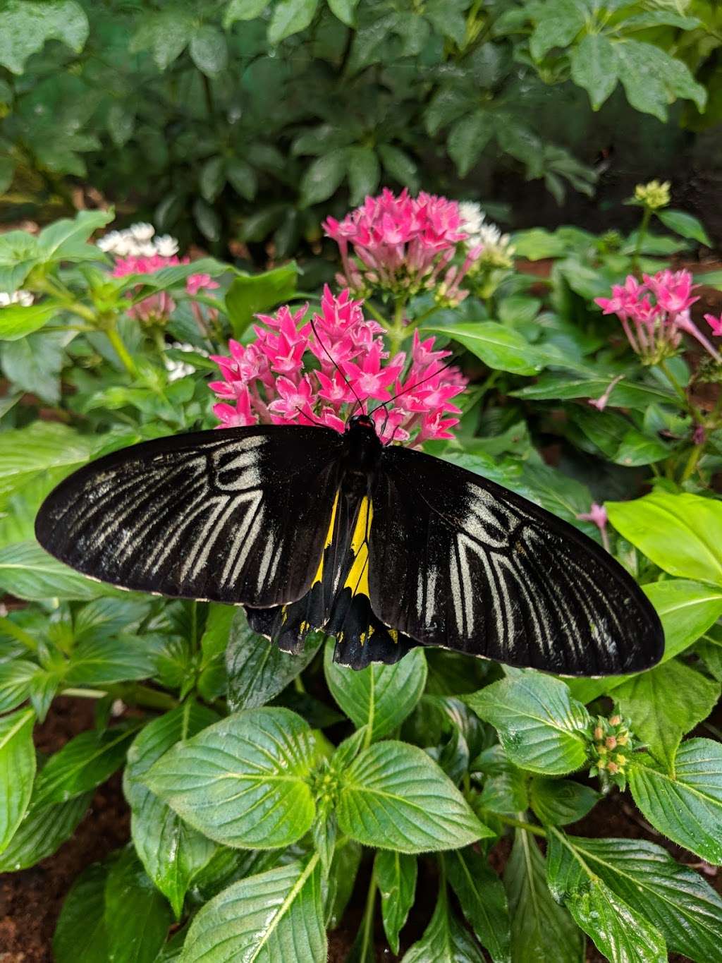 The Butterfly Place | 120 Tyngsboro Rd, Westford, MA 01886, USA | Phone: (978) 392-0955