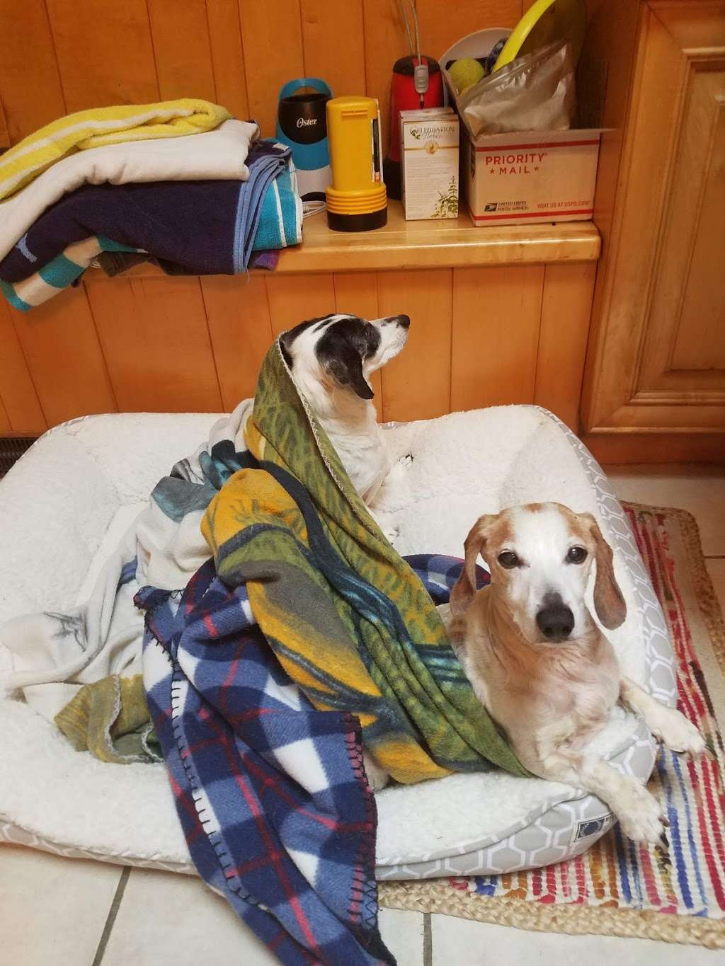 Veterinary Care Center of Goldens Bridge | 15 Anderson Ln, Goldens Bridge, NY 10526, USA | Phone: (914) 232-8800